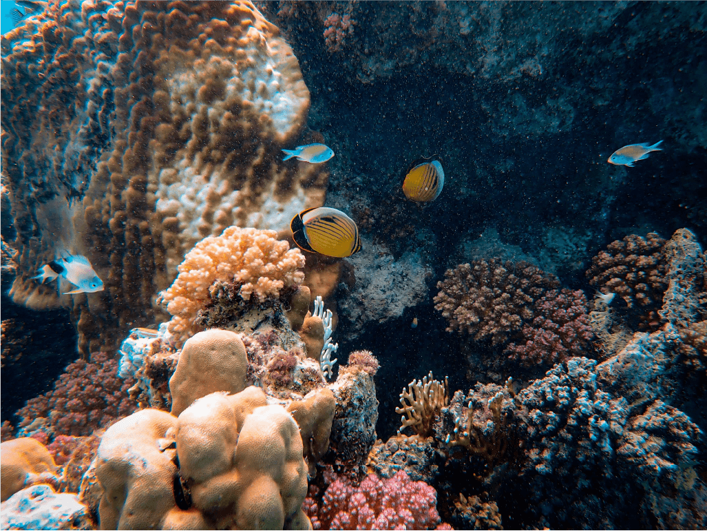 Local Reefs Snorkelling & Fishing Tour via Vuda Water Taxi