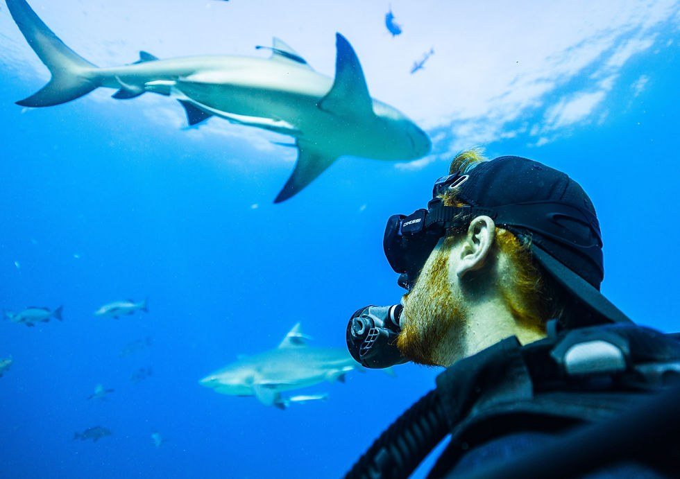 Snorkel With Reef Sharks at Kuata — No Diving Certificate Needed