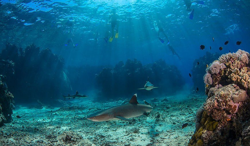 Snorkel With Reef Sharks at Kuata — No Diving Certificate Needed