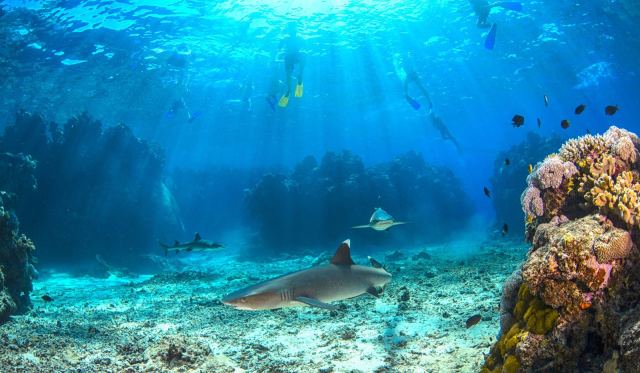 Barefoot Shark Encounters — Denarau