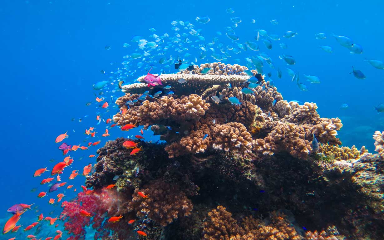 Ocean Ventures Fiji — Vanua Levu