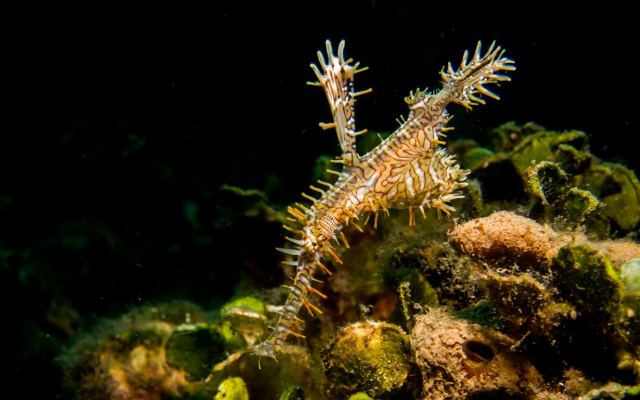 Ocean Ventures Fiji — Vanua Levu