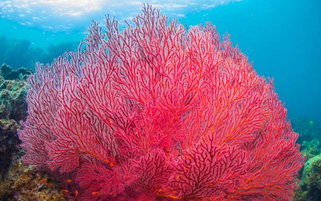 Ocean Ventures Fiji — Vanua Levu