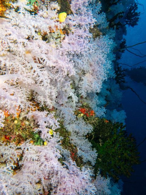 Viani Bay Resort @ Dive Academy Fiji — Taveuni